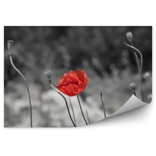 Papier peint Coquelicots rouges tiges de fleurs grises