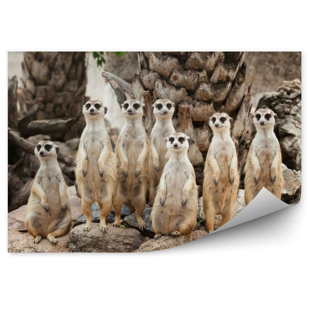 Papier peint panoramique Suricates