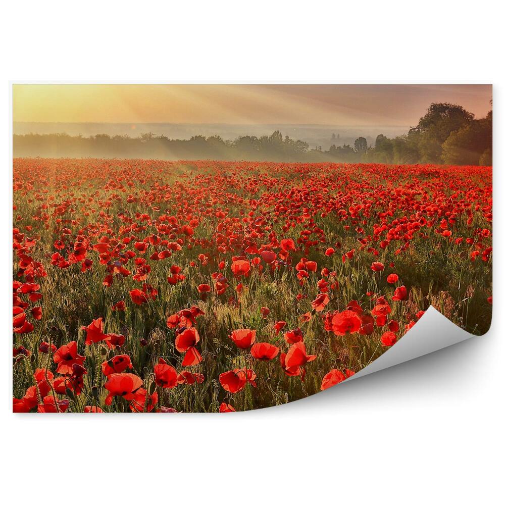 Papier peint Champ de fleurs de pavot arbre plantes coucher de soleil