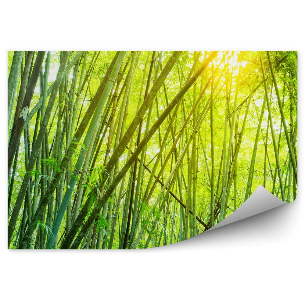 Papier peint Bambous Arbres Soleil Lumière