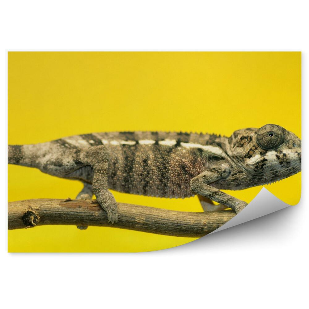 Papier peint Caméléon Brun Sur Fond Jaune