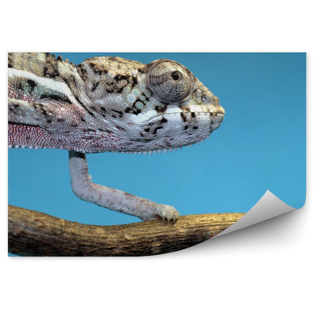 Papier peint Caméléon Sur Fond Bleu