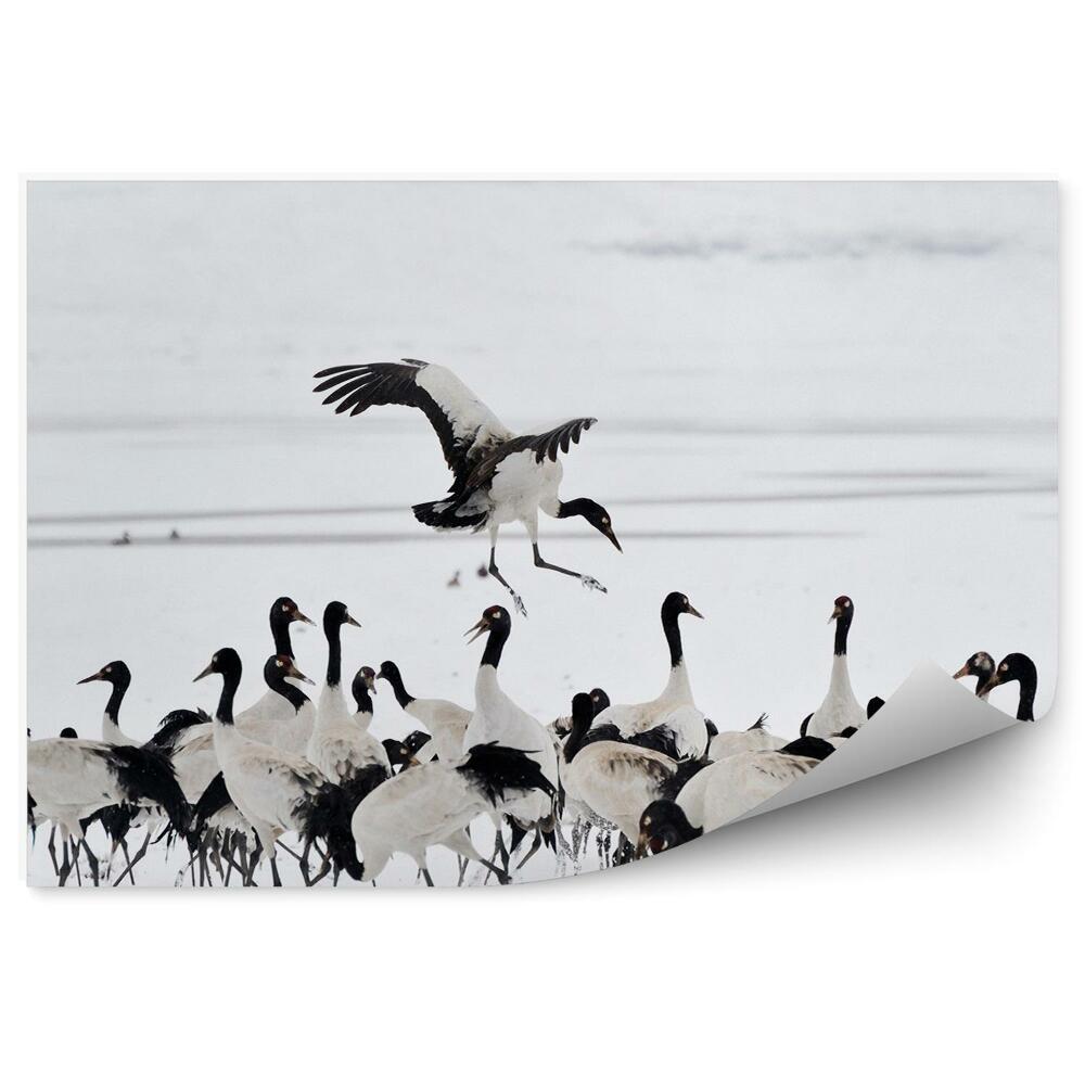 Papier peint Troupeau De Grues Sur La Neige