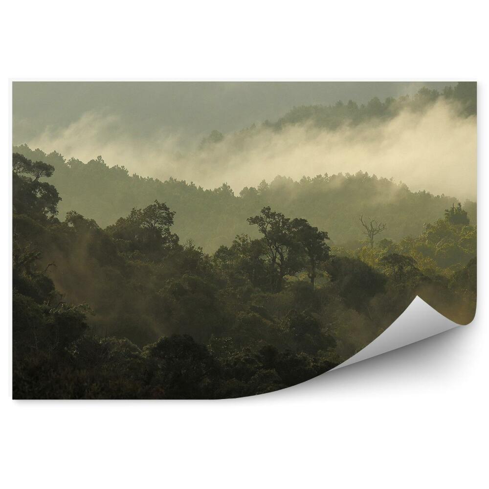 Papier peint Forêt de la jungle Montagnes Nuages de brume