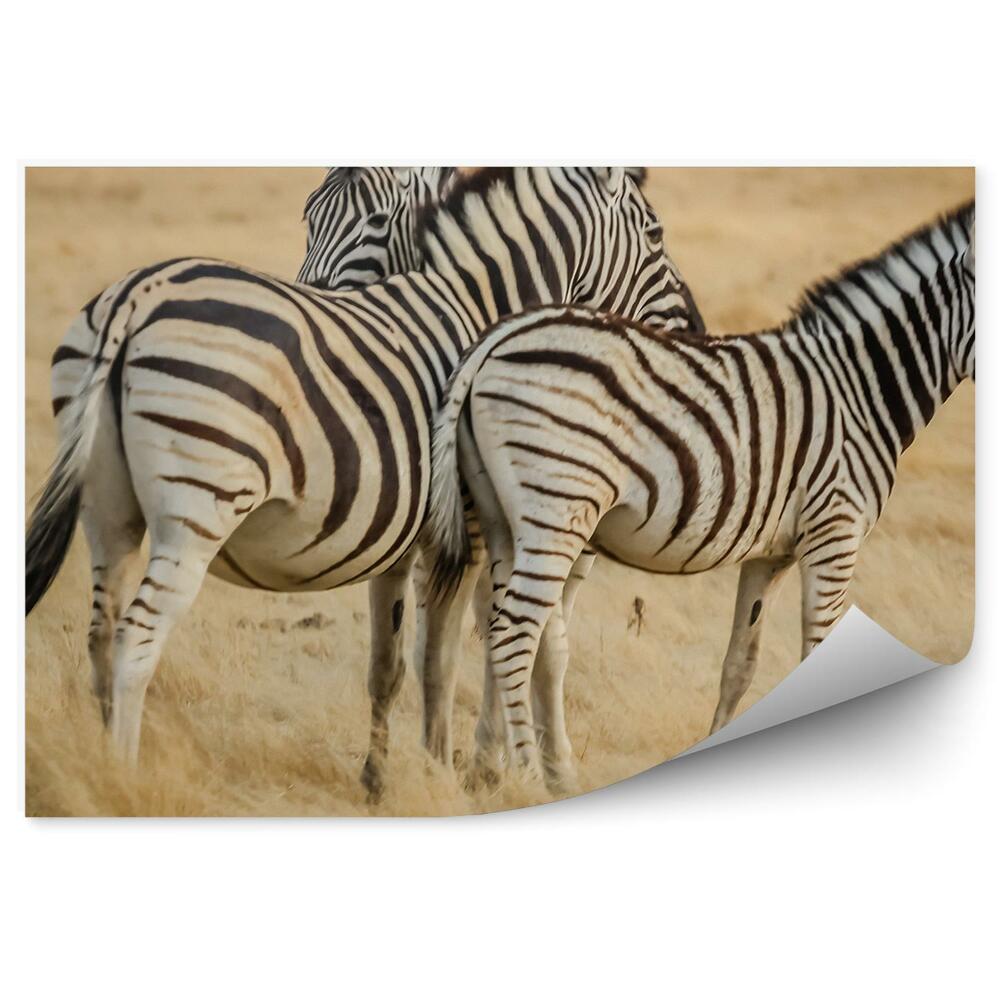Papier peint Zèbre En Afrique