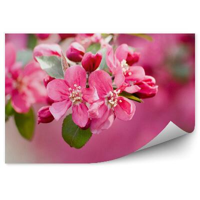 Papier peint Plantes de fleurs de pommier roses sur fond rose