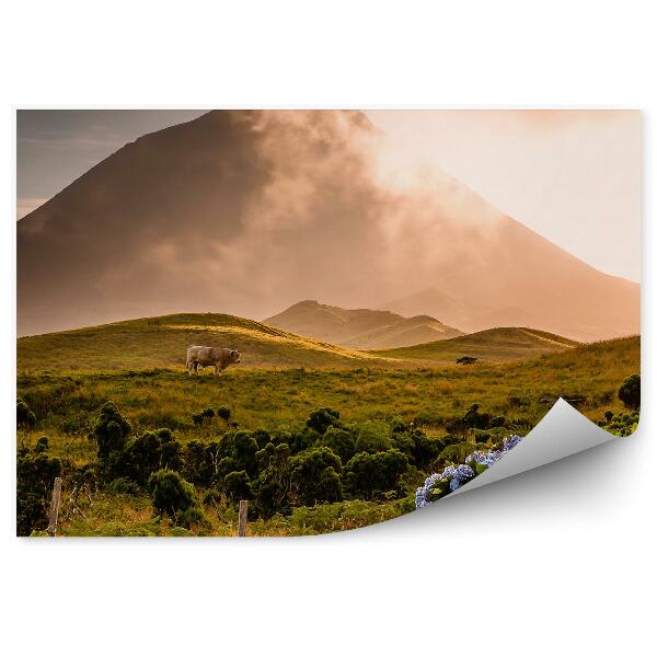 Papier peint Taureau Montagne Herbe Fleurs Volcan Pico-Azorach Brume Coucher De Soleil