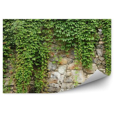 Papier peint Vignes de lierre sur mur mural