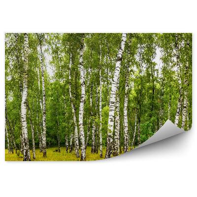 Papier peint Chemin Dans Une Forêt De Bouleaux