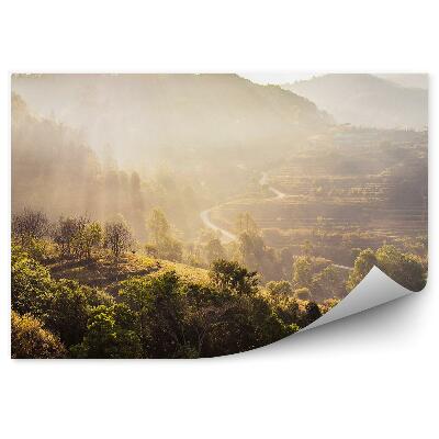 Papier peint Vue D'une Forêt, Arbres, Rayons De Soleil