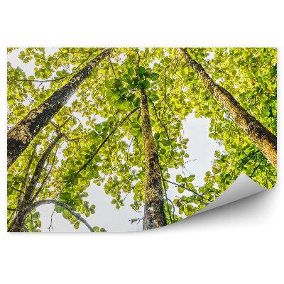 Papier peint Forêt Tropicale