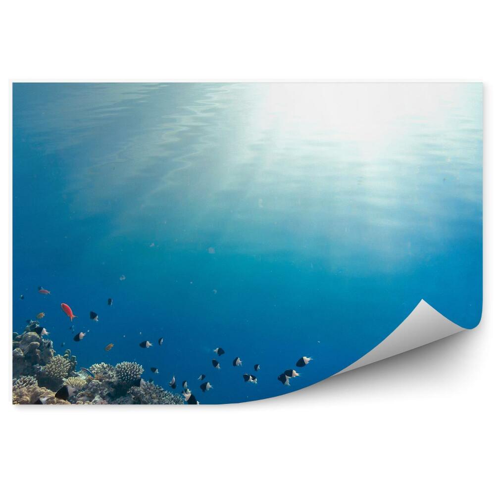 Papier peint Poisson coloré récif eau bleue