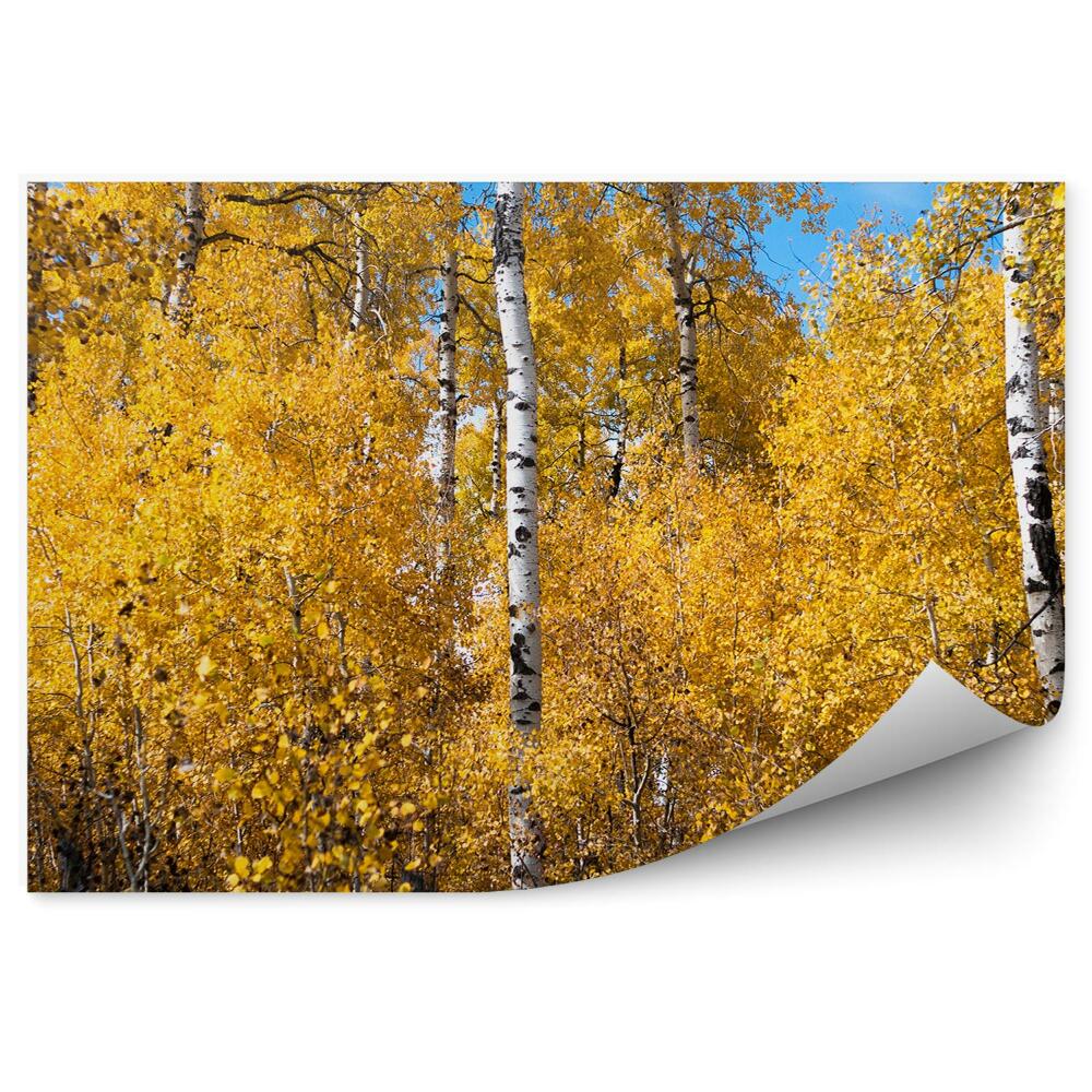 Papier peint Bouleaux en automne dans la forêt