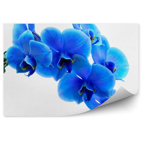 Papier peint Fleur d'orchidée bleue