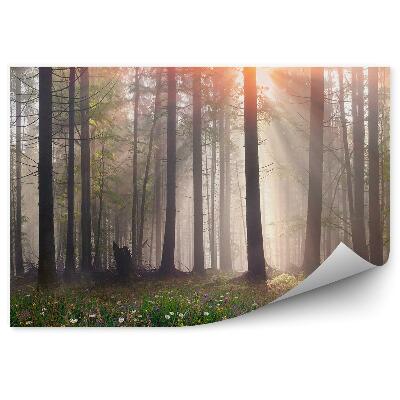 Papier peint Fleurs dans une clairière Arbres brumeux Lumière brillante