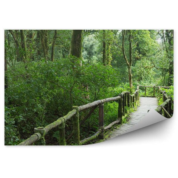 Papier peint Chemin en bois Pont Forêt profonde