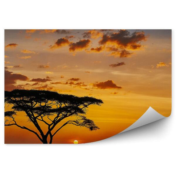 Papier peint Coucher de soleil Afrique arbre nature