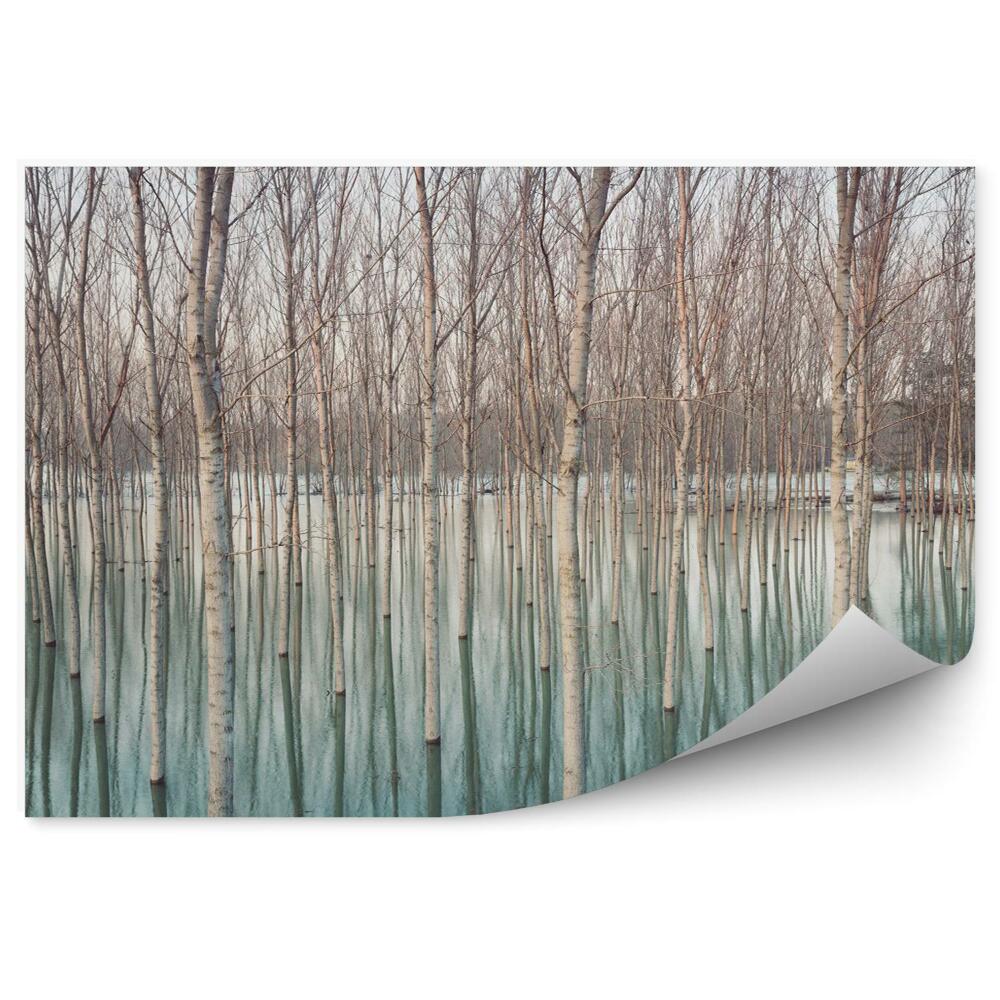 Papier peint Bouleaux dans un village inondé motif naturel
