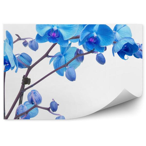 Papier peint Fleur d'orchidée bleue