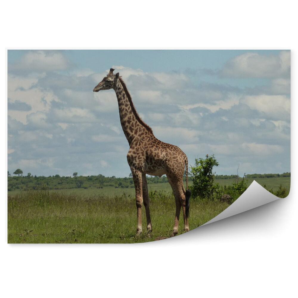 Papier peint Girafes herbe verte nature nature