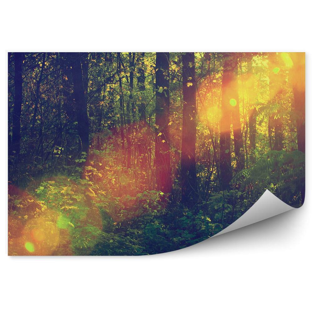 Papier peint Forêt De Feuillus Étang