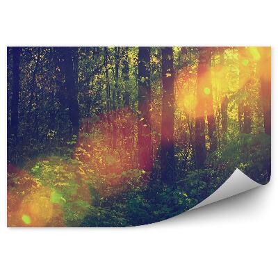 Papier peint Forêt De Feuillus Étang