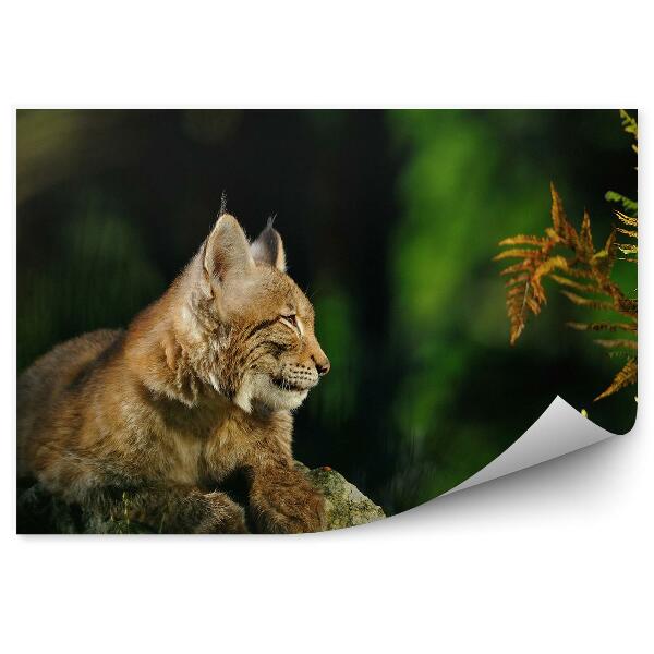 Papier peint Forêt De Lynx