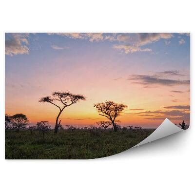 Papier peint Savane Arbres Herbe Ciel Nuages Coucher De Soleil