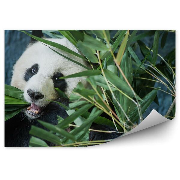 Papier peint Panda Mordant Des Feuilles De Bambou