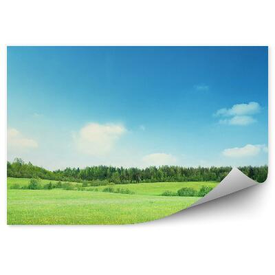 Papier peint Herbe Champ Arbres Végétation