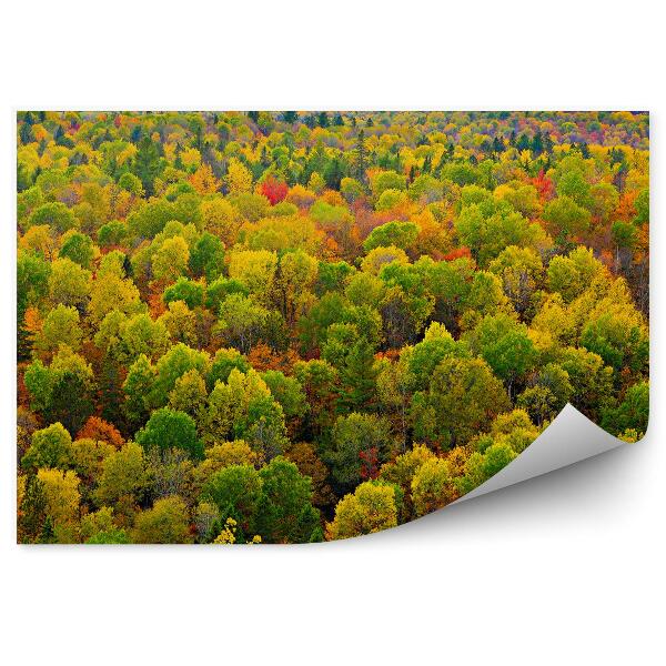 Papier peint Couronnes d'arbres colorées dans une forêt d'automne