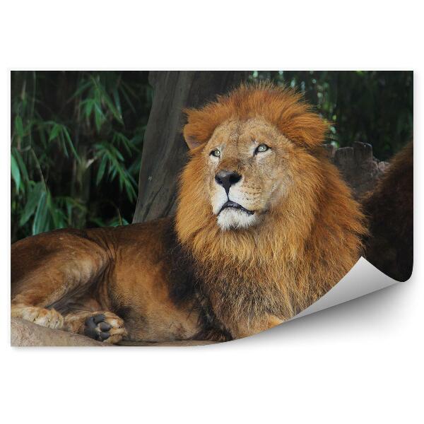 Papier peint Lion Se Reposant Sur Un Arbre