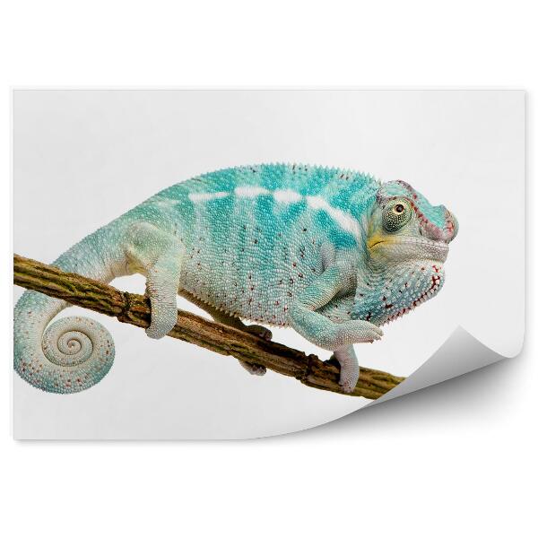 Papier peint Jeune Caméléon Sur Une Brindille Fond Blanc