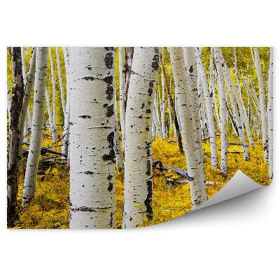 Papier peint Arbres blancs Bouleaux Peupliers