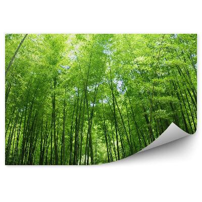 Papier peint Forêt de bambous luxuriante Arbres verts