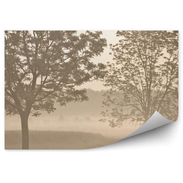 Papier peint Arbres Herbe Brume Matinale