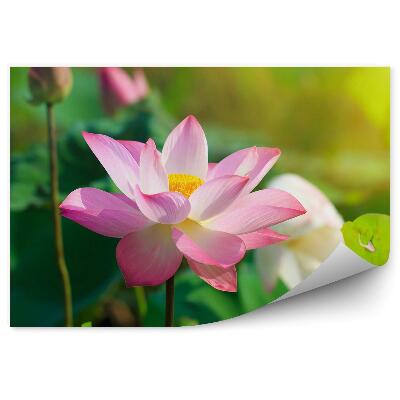 Papier peint Fleurs de lotus