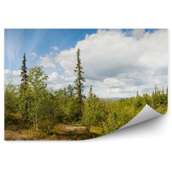 Papier peint Forêt De Bouleaux Paysage Nuages Ciel