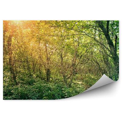 Papier peint Chemin à travers la forêt Pierres Arbustes Nature