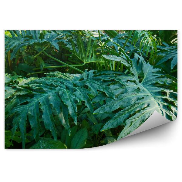 Papier peint Feuillage vert Plantes de jardin botanique