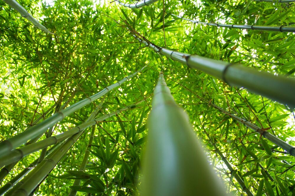 Papier peint panoramique Forêt de bambous sous les tropiques