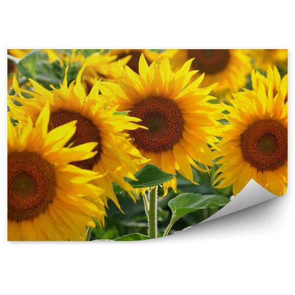 Papier peint Champ de tournesols fleurs