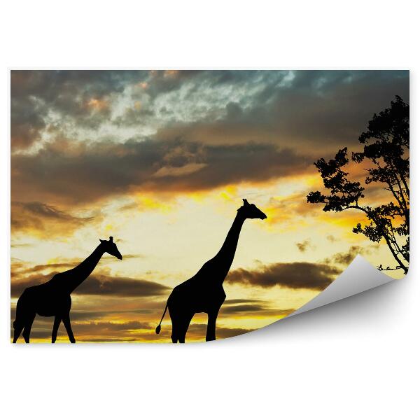 Papier peint Silhouettes de girafe nature animaux coucher de soleil