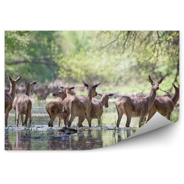 Papier peint Troupeau De Cerfs Pataugeant Dans L'eau