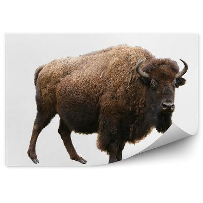 Papier peint Bison Européen Sur Fond Blanc