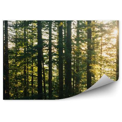 Papier peint Forêt De Pins Herbe Rivière Arc-En-Ciel Nuages Ciel Soleil