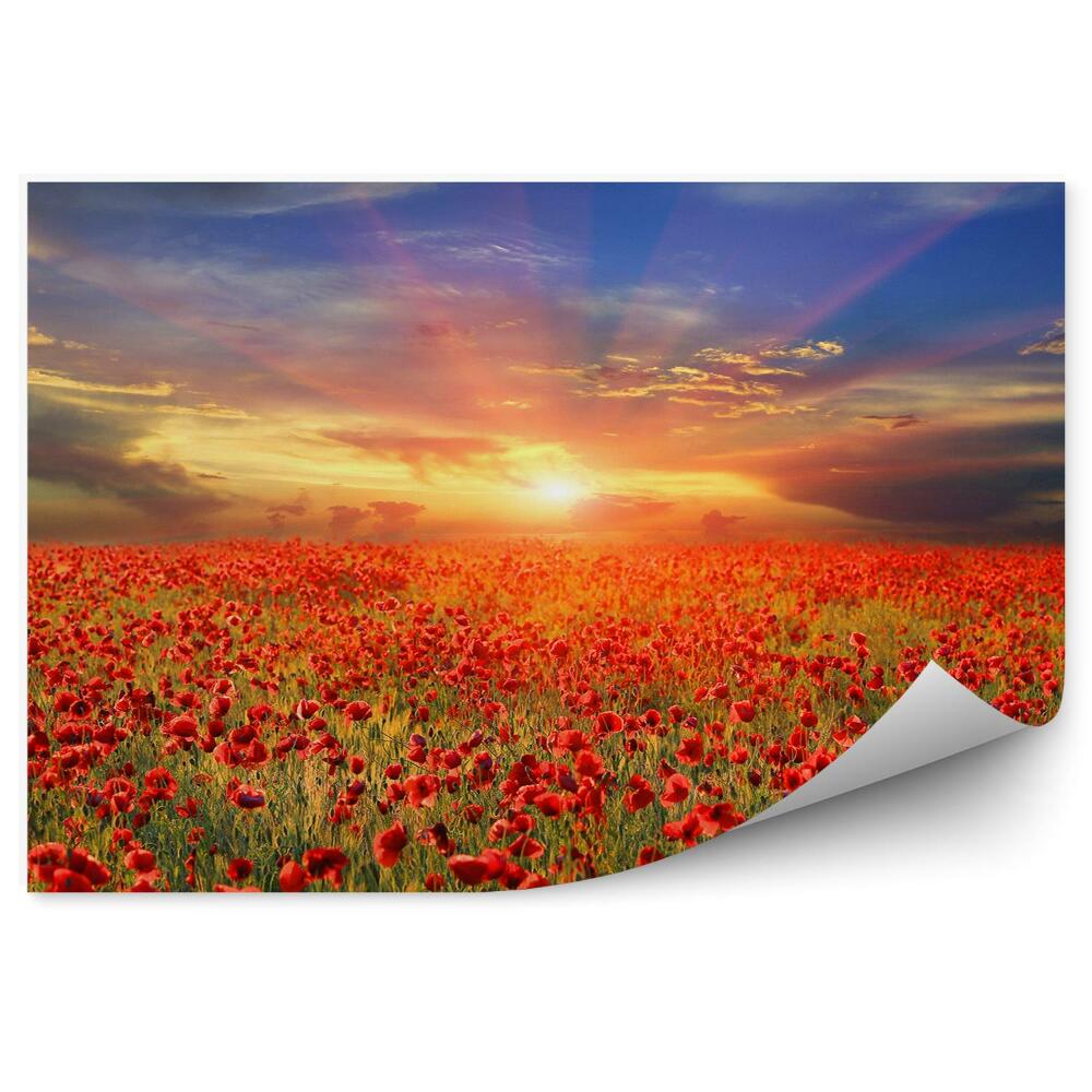 Papier peint Champ de coquelicots ciel nuageux coucher de soleil