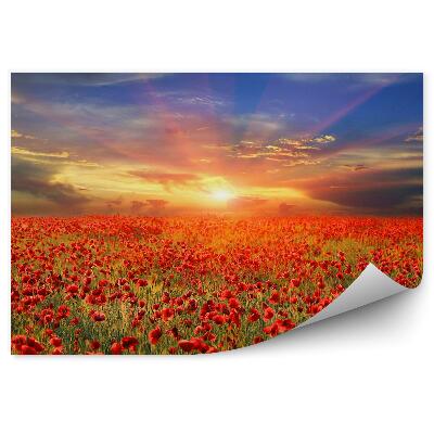 Papier peint Champ de coquelicots ciel nuageux coucher de soleil