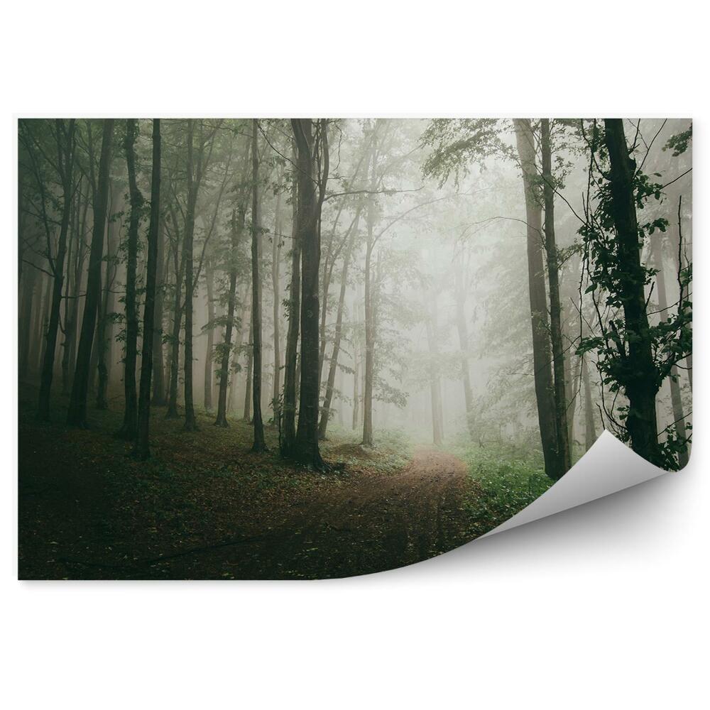 Papier peint Chemin Forêt Arbres