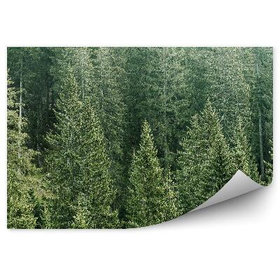 Papier peint Herbes Des Forêts De Conifères